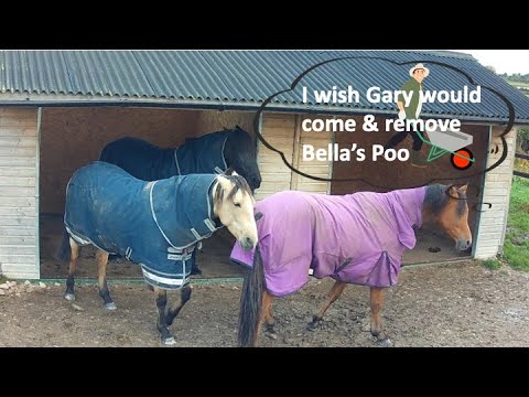 Farouk wishes Bella would poo outside the Field Shelters as he has to be careful not to stand in it🙄