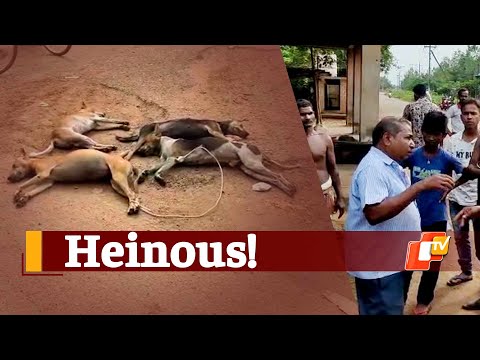 Animal Cruelty Shocker: Odisha Man Poisons 20 Stray Dogs To Death | OTV News