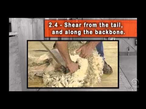 AWI Novice - Shearing Positions - First Shearing Instruction