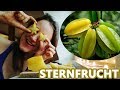 Carambola (Starfruit) video
