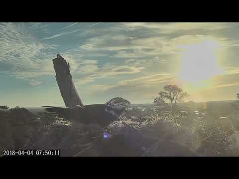 Female Osprey Defends Nest From A Likely Intruder – April 4, 2018