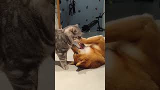 Lovey Dovey (dog and cat) 😁.               #subscribers #public #dog #cat #romantic #hilarious #wdl