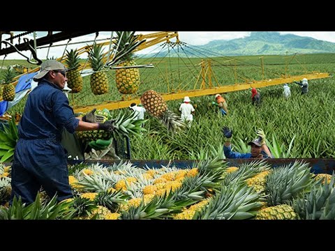 AMAZING MODERN PINEAPPLE FARM IN COSTA RICA AND MEXICO - GREAT PINEAPPLES FARM AND HARVEST