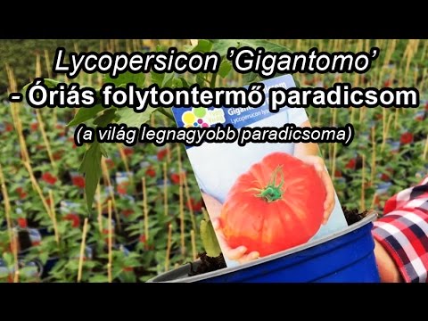 , title : 'Gigantomo F1 - Óriás folytontermő paradicsom (a világ legnagyobb paradicsoma)'
