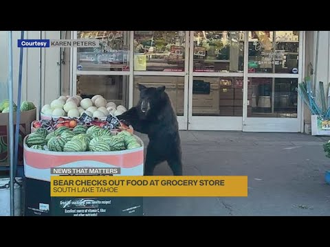 Bear checks out food at grocery store