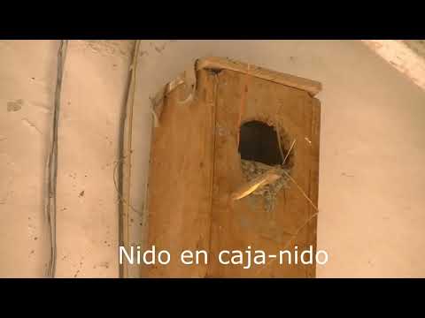 Golondrina negra Progne elegans Santa Fe Argentina 2023