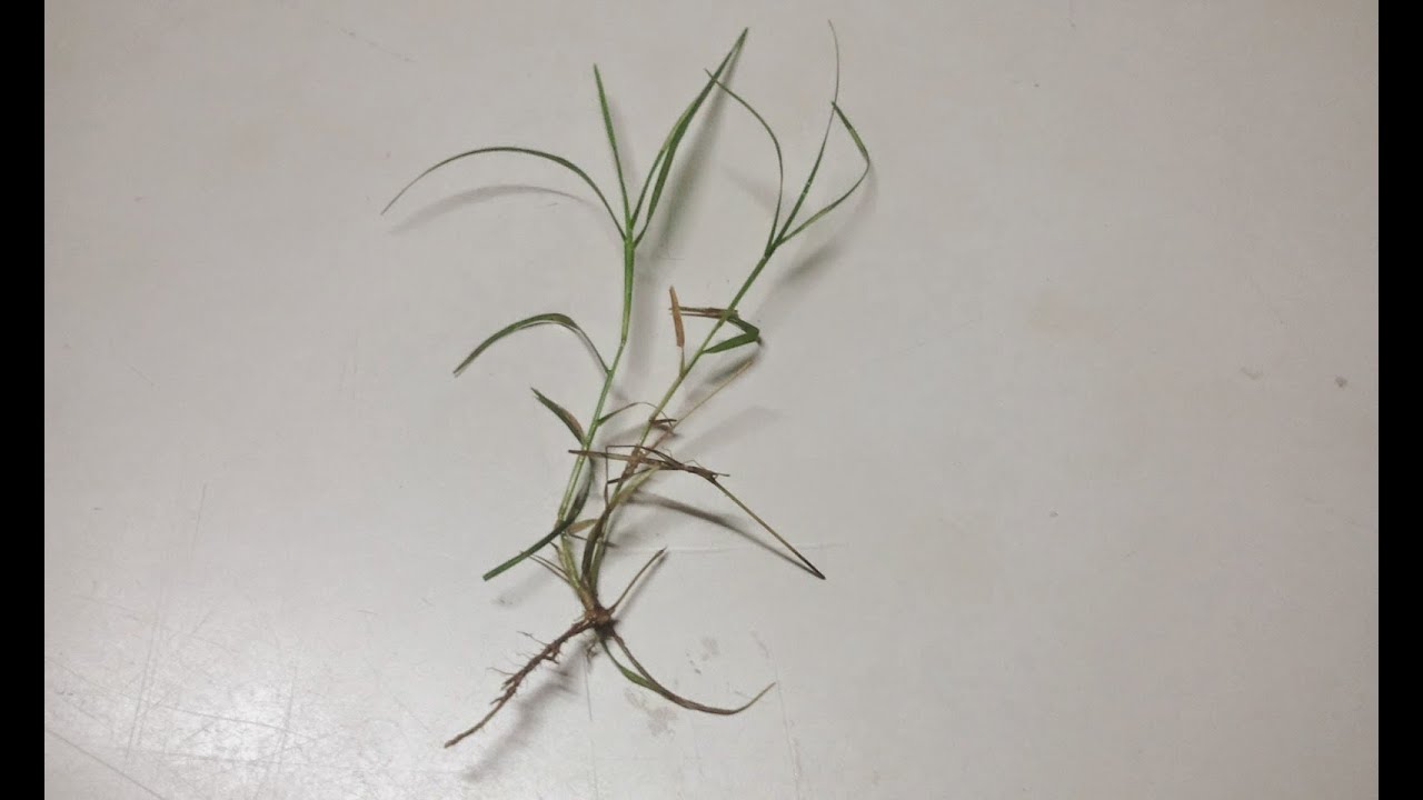 Plant 65 | Doorve | garike | ದೂರ್ವೆ|ಗರಿಕೆ ಹುಲ್ಲು |Bermuda Grass|Cynodon dactylon| Herbal & The plant
