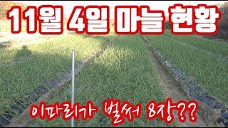 전국 1등 마늘 재배!!! 11월 4일 확인 결과 벌써 이파리가 8장??? 올해 겨울은 냉해 걱정없이 편하게…