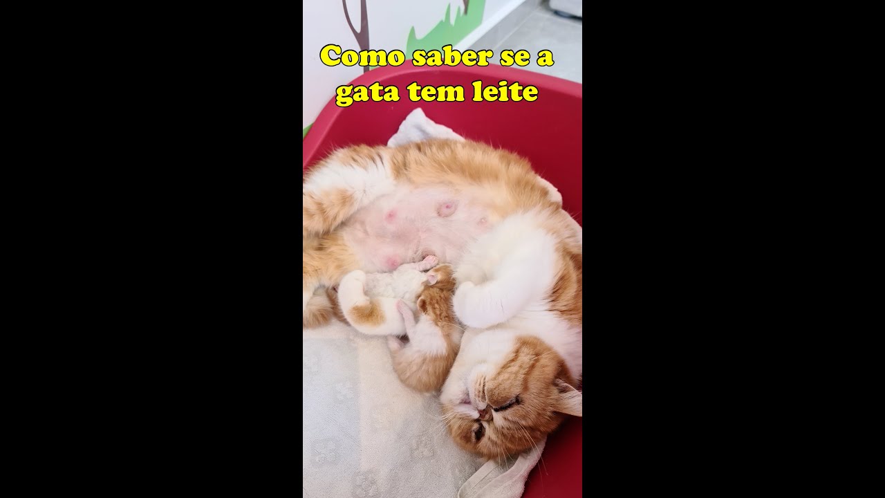 Como saber se a gata tem leite ou não - Gatil Hauser #shorts