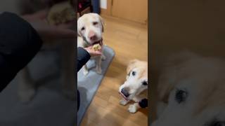 蒸しパン大好き😘#保護犬 #保護犬との暮らし #大型犬のいる生活 #dog #dogshorts #asmr #ゴールデンレトリバー #ラブラドールレトリバー #goldenretriever