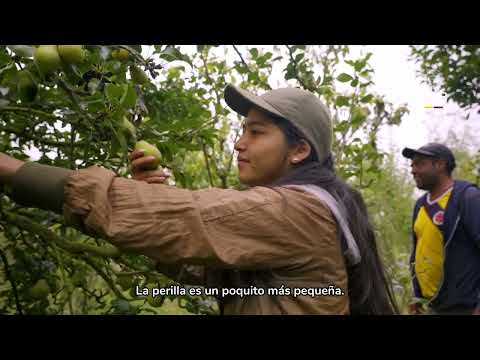 Así conectamos a productores de pera de Boyacá con nuevos mercados institucionales 🍐🌱
