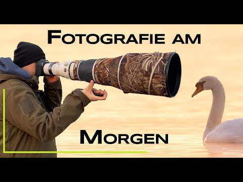 Animal photography in backlight and long focal length - Nature photography