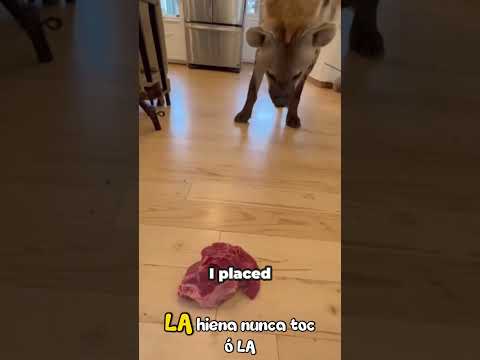 Cuando una hiena eligió la compasión 🐾✨ #shorts #trending #viralreels