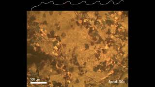 Film: Graphite oxide synthesis