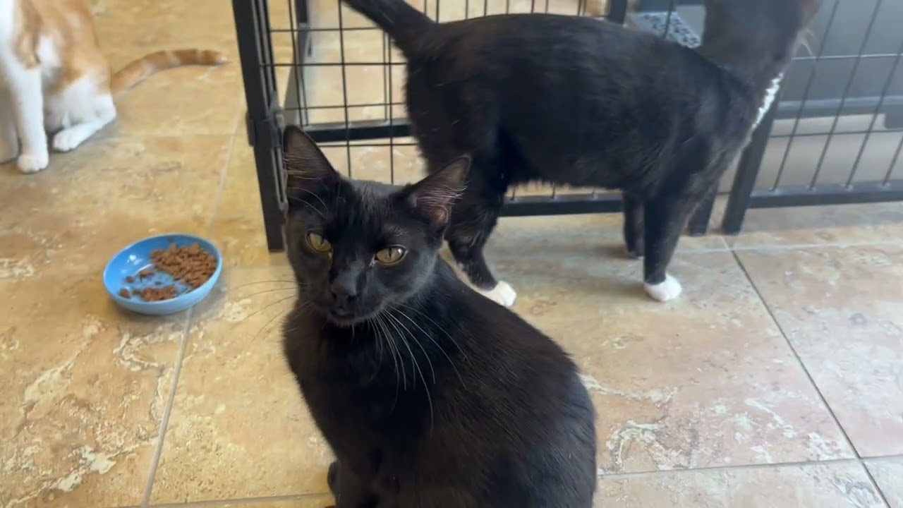 Enlarge Purrsephone, an adoptable Domestic Short Hair in Fountain Hills, AZ video 5/5