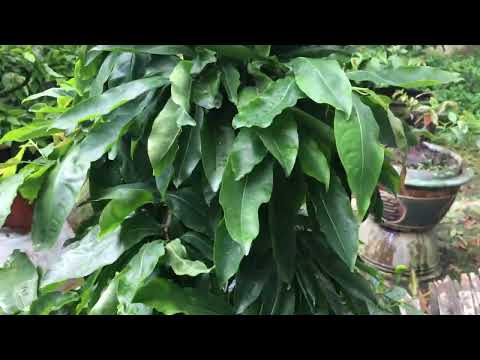 Bón phân hữu cơ định kỳ cho cây mai vàng miền Bắc