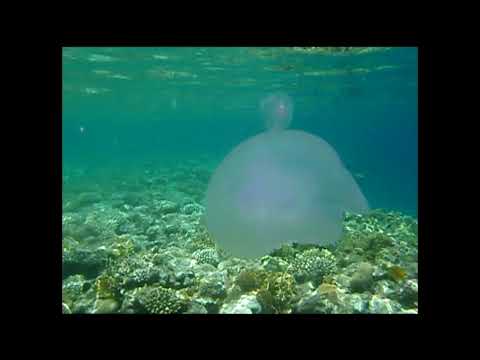 Красное Море май 2015 - Happy Life Village, Dahab