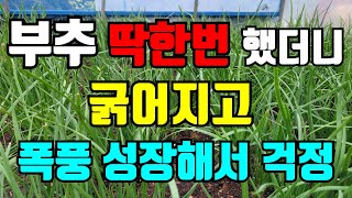 부추 딱 한번만 이것 해주면 굵어지도 너무 잘 자라고 너무 잘 번져서 걱정입니다. 주체하지 못하겠어요 #부추…