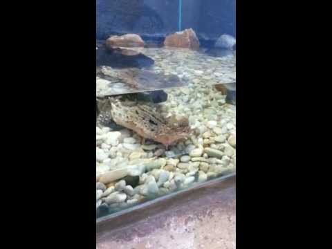 Tartaruga Carnivora Mata-Mata engolindo um peixe vivo dentro de um aquário.
