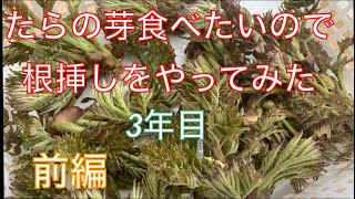 《山菜》たらの芽食べたいので根挿しやってみた！3年目 トゲが刺さって痛いのでトゲなしたらの芽を増やしたい編