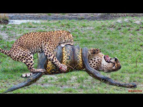 Top 10 Strongest Predators In The Wild - Prey VS Predator - Predator Animals Real Fights to Death