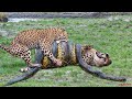 Top 10 Strongest Predators In The Wild - Prey VS Predator - Blondi Foks