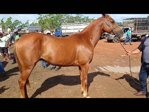 FEIRA DE CAVALOS DE CAMPO GRANDE-AL 28/03/2026 #nordeste 