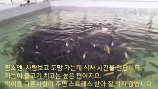 배고픈 쏘가리들 어떻게 하고 있나.