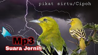 Download lagu Suara pikat burung SIRTU/Cipoh Yang paling efektif mp3