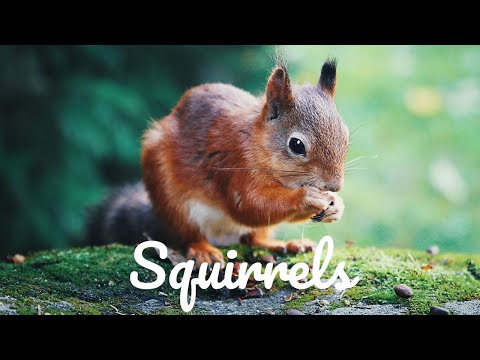Relaxing Music For Stress Relief - Squirrels - 3 HOURS of Calming Meditation Study Sleep Music