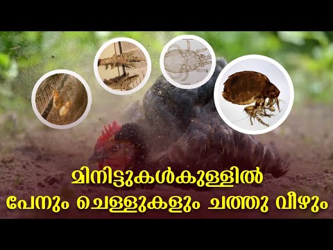 , title : 'How to remove chicken mites and fleas | കോഴി പേൻ | Cat mites | removing Mites | Poultry Media'