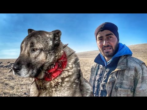 VIDAS EXTRAORDINARIAS | EL PASTOR Y SUS PERROS KANGAL DEL PUEBLO ABANDONADO | DOCUMENTAL 4K