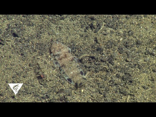Now you see it, and now you don't! Many fishes use camouflage to hide from predators, but tonguefishes use cryptic coloration and a super-fast burial strategy to disappear quickly. This tonguefish (<em>Symphurus</em> sp.) is approximately 18 cm (7 inches) in length and was filmed in the Gulf of California. Cryptic tonguefish