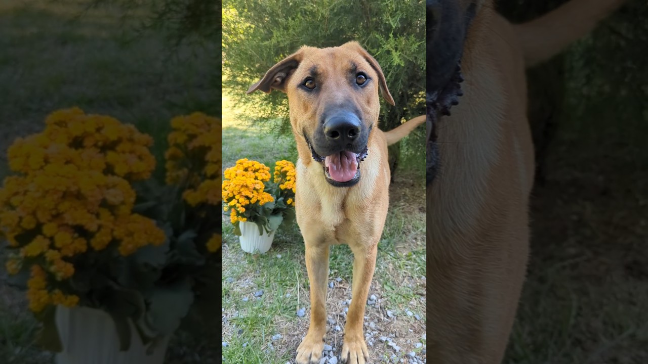 Archer, a ADOPTABLE mixed breed in South Portland, ME video 2/4