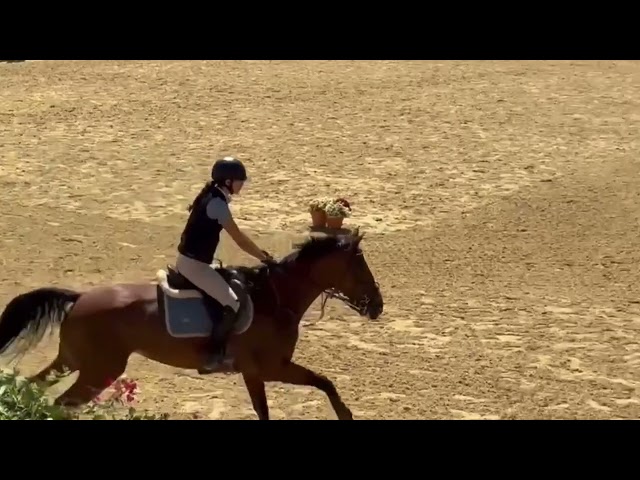 YEGUA SALTO PERFECTA AMATEUR