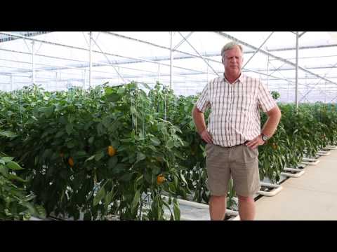 Success with Netafim Greenhouse on a pepper farm