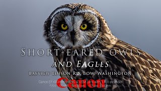 Short-Eared Owls and Eagles in Bow Washington. Canon R3,  200-800mm and EF-III 600mm lens with 1.4