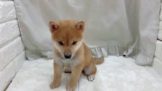柴犬の動画01