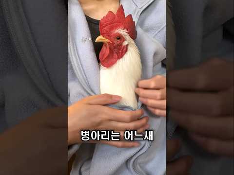 구조된 병아리, 남성의 품을 떠나지 않았습니다