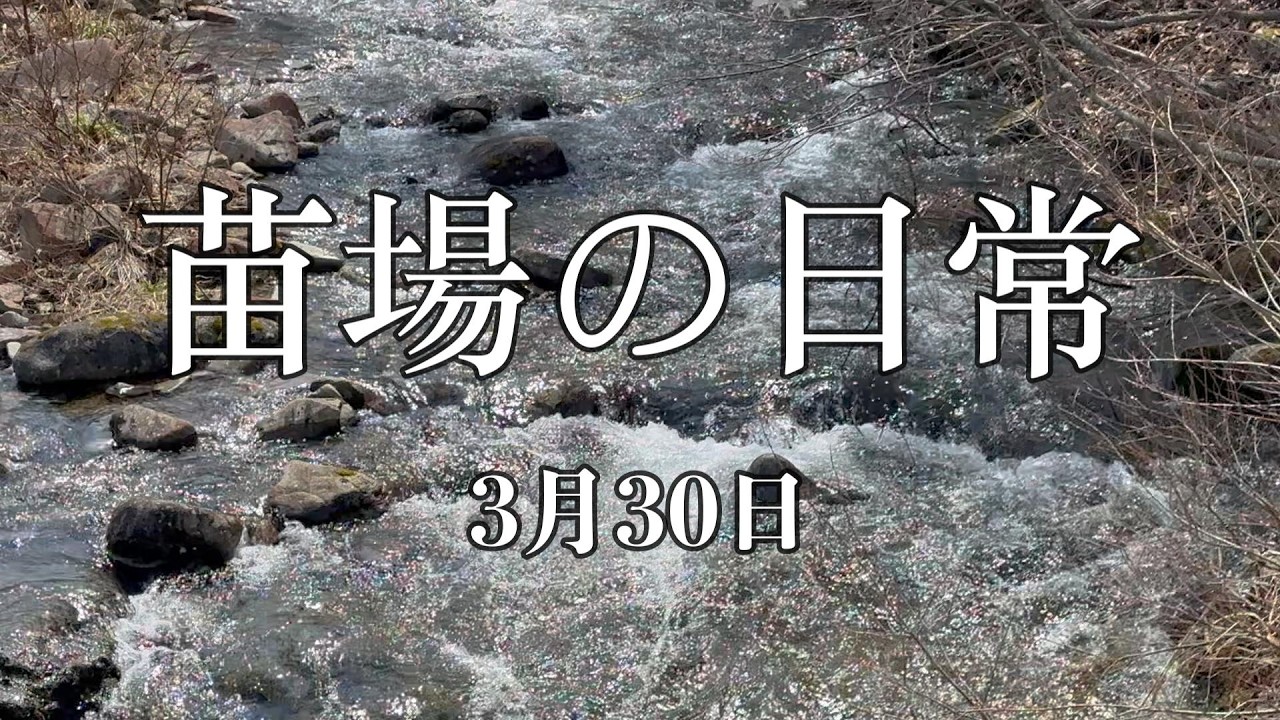 （535）苗場ひとり暮らし　3月30日
