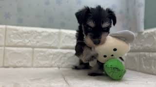 ミニチュアシュナウザーの動画01