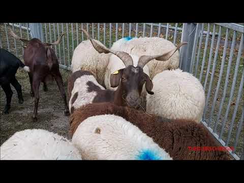 CAPRONI E PECORE CHE MANGIANO IL FIENO ALLA FIERA DI S. LUCA A DEMONTE (CN) DOM. 11 - 10 - 2020.