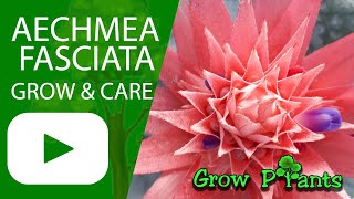 Aechmea fasciata– grow & care (Silver vase plant)
