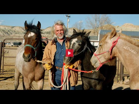 Mustangs - Lebende Legenden Doku