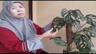 Download lagu 5 FAKTA TANAMAN JANDA BOLONG mp3