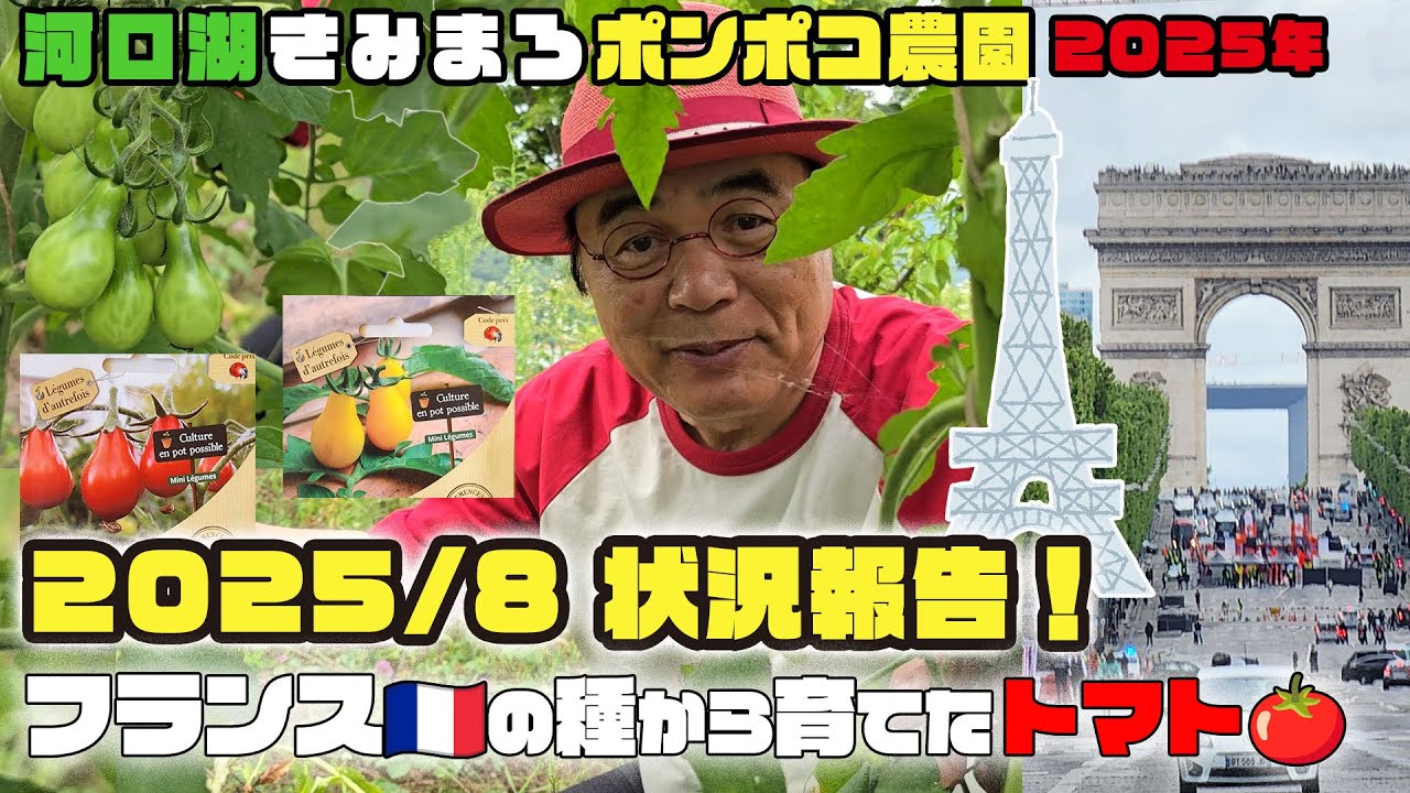 フランスの種から育てたトマト🍅状況報告！河口湖きみまろ ポンポコ農園【2025年8月】綾小路きみまろ