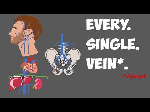Every Vein in the Human Body