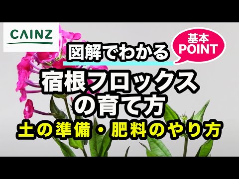 園芸 フロックス 春の夜明け