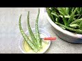 Remove Poison From Aloe Vera Use Aloe Vera Properly