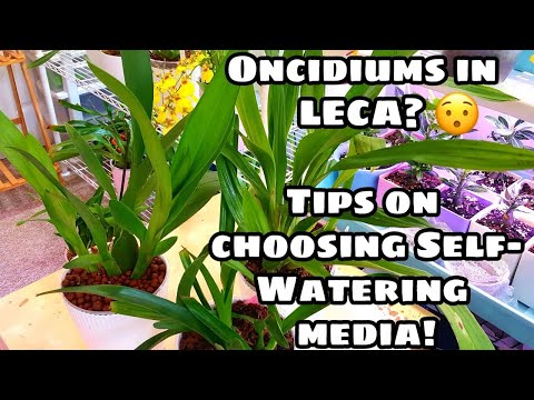Oncidiums in LECA : The Good and the Bad! Plus tips on choosing media for self-watering pots